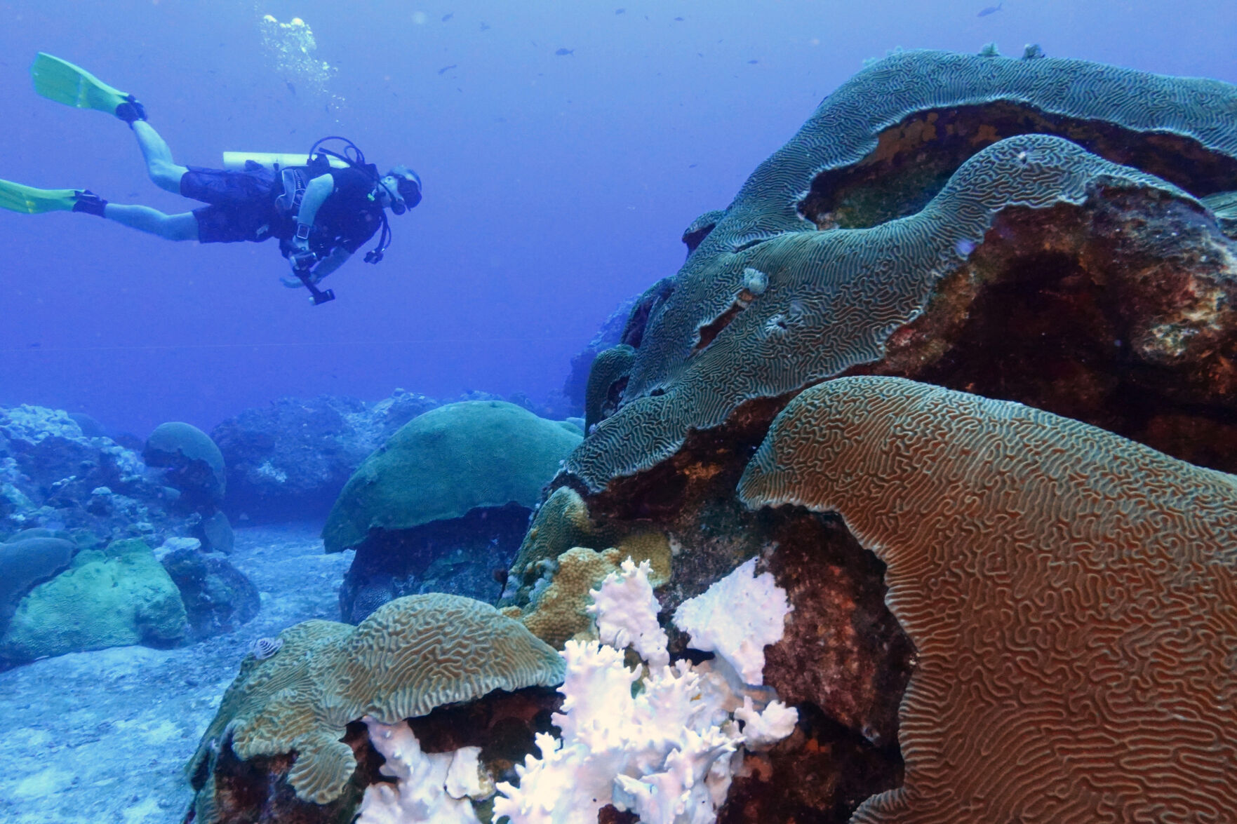 Climate Texas Coral Reefs